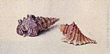 John Ruskin Study of Two Shells painting